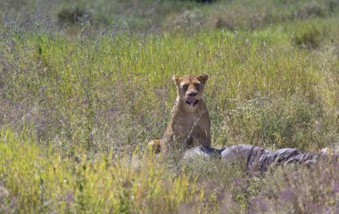 Dişi aslan, etrafını saran uzun otlarla avını öldürdükten sonra ağzını yalıyor.