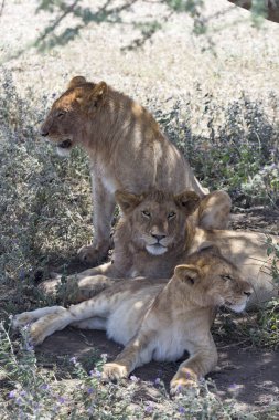 Üçünüz bir ağacın altında aslanlar, parlak güneş arka planda. Kürk, son yemekten kalma kanla lekelenmiş görünüyor.