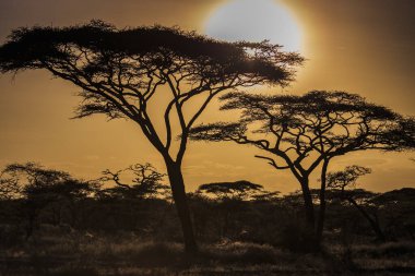 Afrika 'daki akasya ağaçları arasında parlak sarı gün batımı