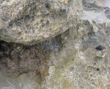 Küçük mavi ve kahverengi yengeç kayaya tutunup kayadaki küçük salyangozlara bakıyor.