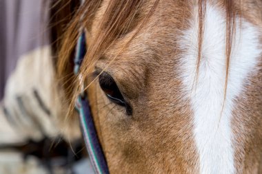 Yüzünde beyaz bir çizgi olan güzel kahverengi at ileriye bakıyor, göze ve kirpiklere odaklanıyor.