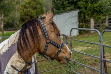 Çevrelemeye bakarak yeşillik yiyen bir atın yan profili. Kış ceketi ve dizginleri hala üzerinde.