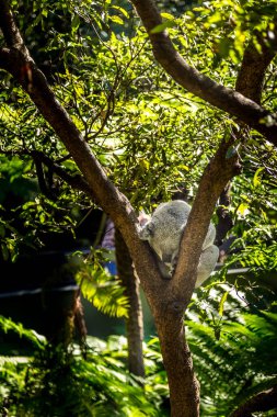 Uyuyan bir koala güvenli bir sığınakta dinlenirken güneş ağaçların arasından parlıyor.