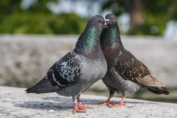 Two pigeons in a courtship dance with blurred background