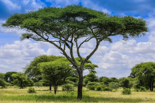 Uzun bir ağaç, mavi ve yeşil ile parlaklığa hükmediyor.