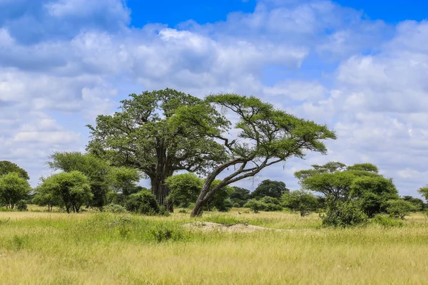 Hayvanlar nerede saklanıyor, her yerde mi? Yukarıdaki parlak mavi gökyüzü aşağıdaki kahverengi otları ısıtır. Her yerde büyük ağaçlar