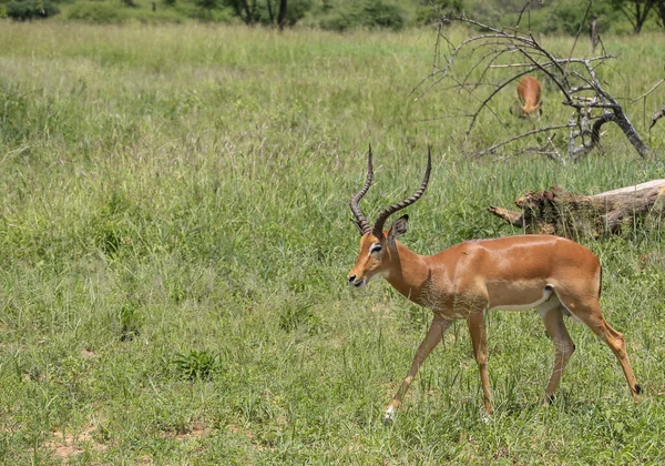 Impala Cammina Attraverso Campo Verde Con Altro Pascolo Background Copia — Foto Stock