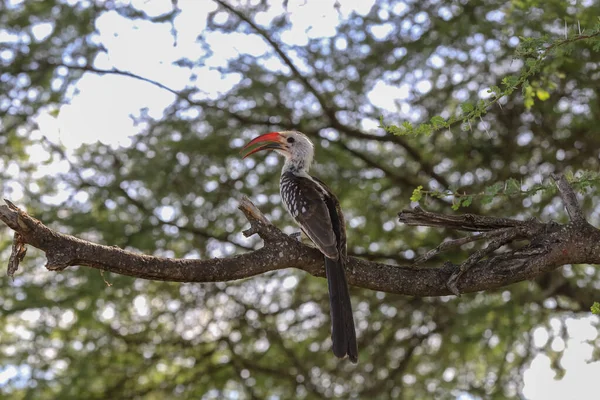Kırmızı gagalı boynuz gagalı resmin biraz bulanık arkaplanı olan geniş bir dalda otururken.
