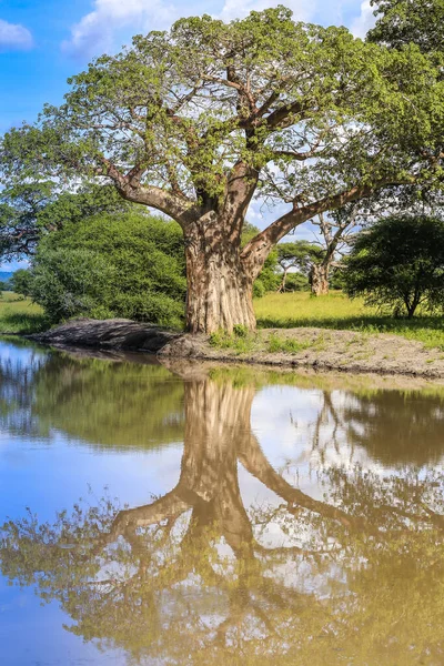 Parlak mavi ve bulutlu gökyüzü, geniş bir ağaçla çekim alanı ve durgun bir nehirdeki yansıması..