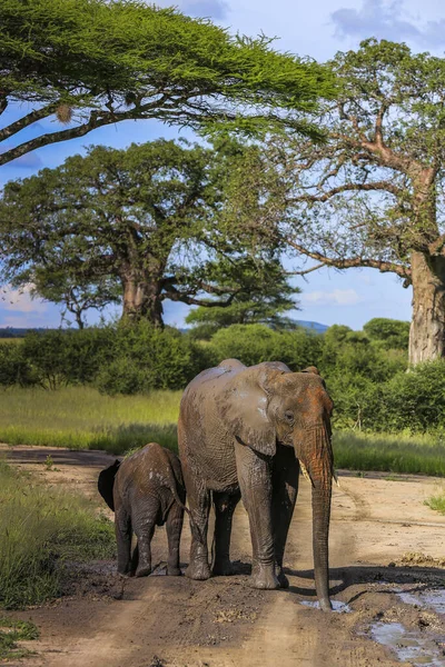 an adult elephant faces forward while a baby elephant faces back, standing in a dirt track puddle covered in fresh mud with bright sky