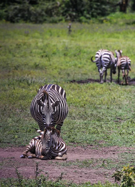 Young Foal Sits Floor Mother While Another Mother Baby Walk — Stock Photo, Image