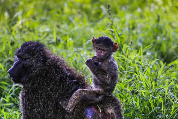 Mignon Petit Singe Bébé Chevauchant Sur Les Mères Dos Serrant — Photo