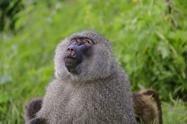 Gros Plan Sur Singe Regardant Vers Ciel Une Manière Réfléchie — Photo