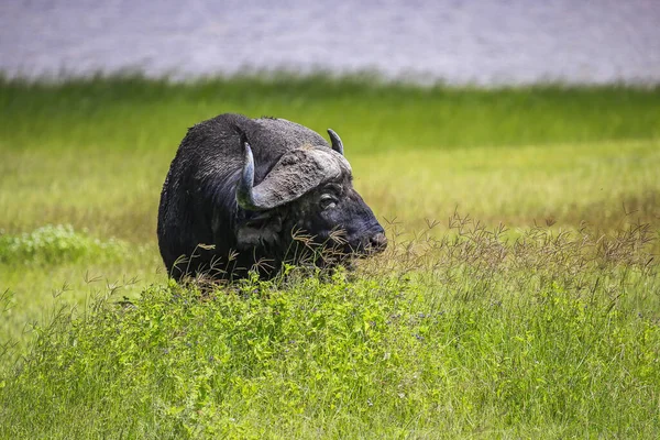 背の高い緑の草の中にテキストのためのスペースがある唯一の水牛 — ストック写真