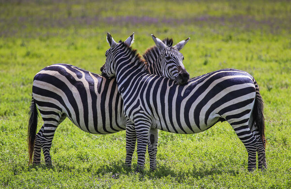 Two zebras stand facing each other with each head on others back for support