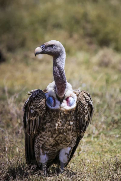 Tek bir akbaba çimlerin üzerinde tek başına duruyor..