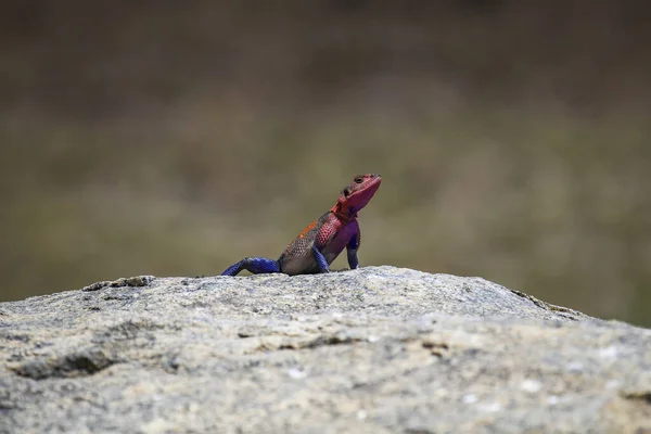 Kırmızı başlı ve mavi bacaklı parlak küçük kertenkele bulanık arka planı olan bir kayanın üzerinde oturuyor.