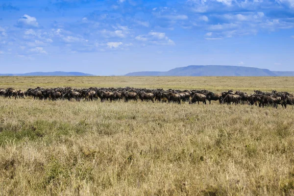 herd of wildebeast walking across dry plain and a mountain in the far distance, with room for text