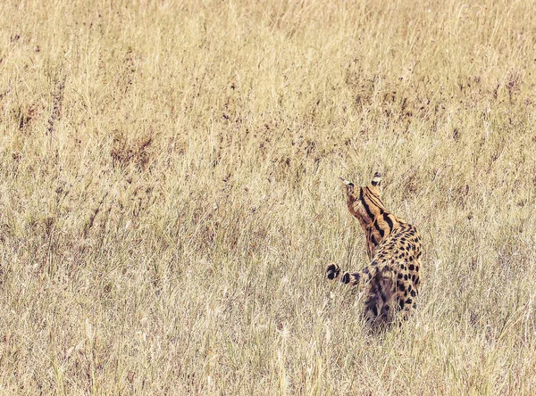 Serval Kráčí Dlouhé Suché Trávě Hledá Kořist Mezera Pro Text — Stock fotografie