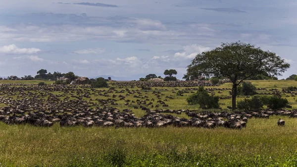 Vahşi hayvan Afrika 'daki otlak bir ovadan göç etmeye başladı.