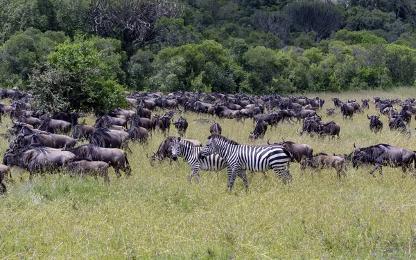 İki yalnız zebra göç sırasında büyük bir vahşi hayvan grubuyla yürür.