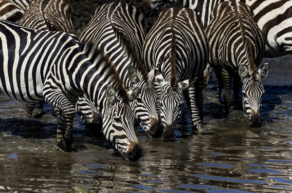 Close up view of four zebras drinking water from a watering hole during migration season in Africa