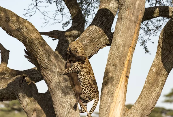 Леопард Тащит Недавнее Убийство Дерево — стоковое фото