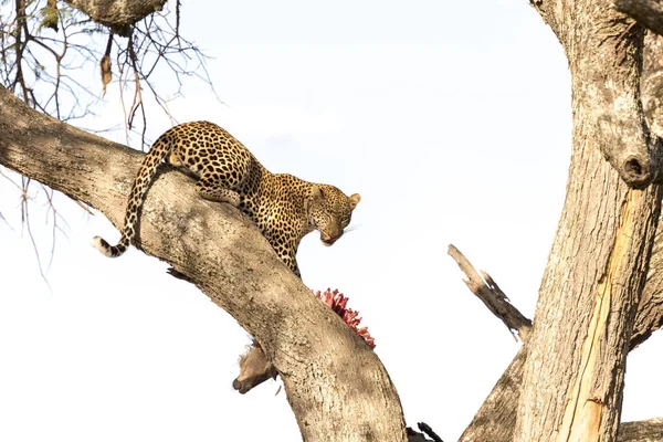 Zdá Leopard Stromě Mrká Když Kořist Hrudní Koš Viditelný — Stock fotografie
