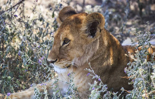 ツリー内のヒョウは獲物を食べながらウインクしているようです殺しの肋骨のケージが見えます — ストック写真