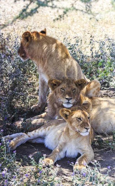 Siz aslanların portresi, biri uzağa bakıyor, diğeri ileriye bakıyor ve diğeri sağa bakıyor.