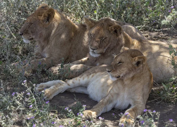 Tři Mladí Lvi Odpočívají Očima Zavřenýma Filtrovaném Slunci — Stock fotografie