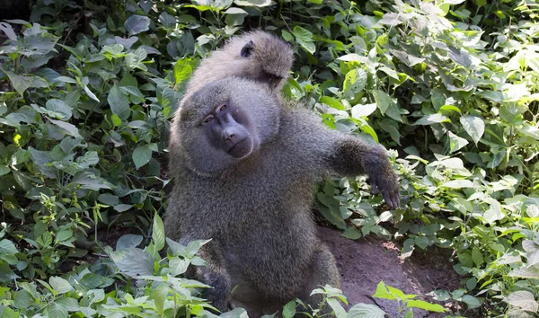 Singe Est Assis Dans Les Buissons Verts Regardant Vers Avant — Photo