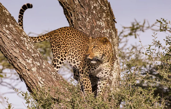 Leopard Stromě Hledá Kořist — Stock fotografie