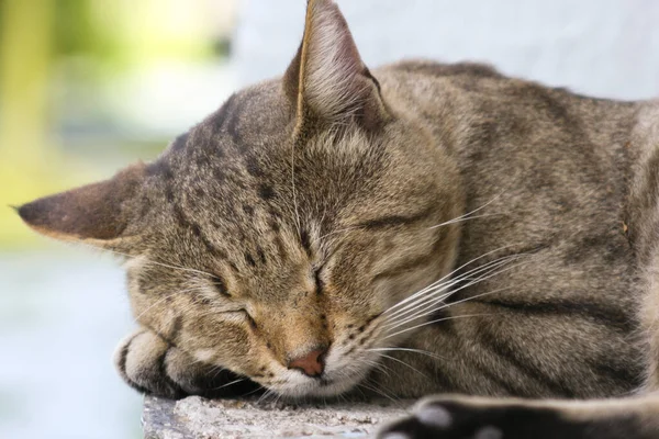 Parlak bir arka planla güneşin altında uyurken kedinin yüzünü kapat..