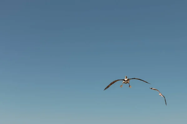 Голубое Небо Улетающим Пеликаном Сигарой Рядом Пространство Больших Копий — стоковое фото