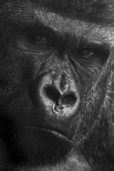 Portrait Monochrome Rapproché Grand Gorille Mâle — Photo