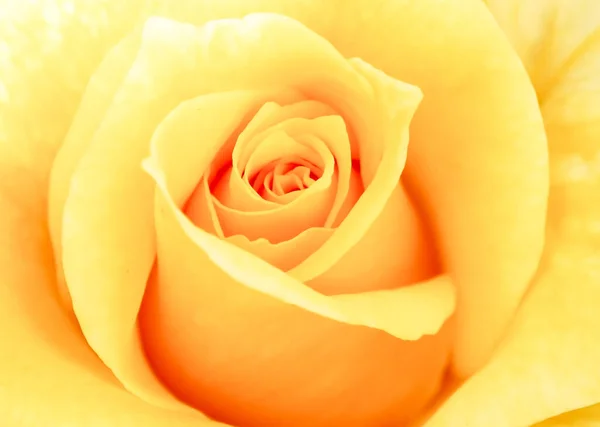 Perfect Yellow Rose Close Center Bright Yellow Rose — Stock Photo, Image