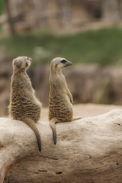 Twee Stokstaartjes Zittend Een Boomstam Een Kijkende Houding Met Wazige — Stockfoto