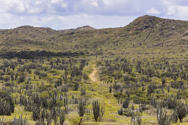 Sahilde çakıl taşlarıyla karıştırılmış beyaz kurumuş mercan görüntüsü. Kırık mercan parçaları güneşte beyaza döndü.