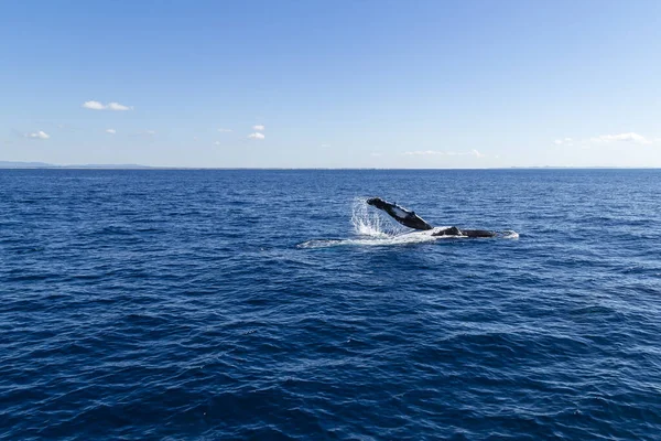 Kambur balina, turist teknesine, berrak gökyüzü ile sakin denizlere veda ediyor.