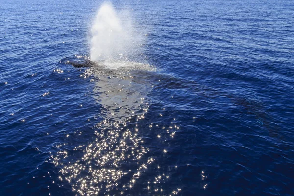 Kambur balina güneşli gökyüzüne su üflüyor sakin, parlak okyanusta su fışkırtıyor.