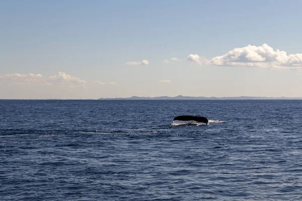 Balina kuyruğu, balina izleme teknesinde turistlerle oynadıktan sonra okyanusun derinliklerine inmek üzere.
