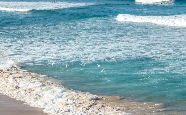 一群海鸥在靠近海岸线的地方飞来飞去 有冲浪者在远方等待海浪 — 图库照片