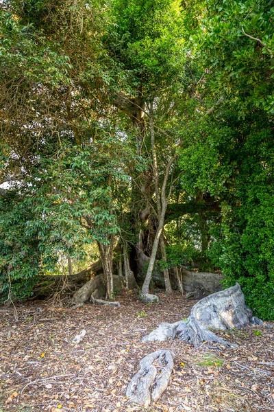 Système Racinaire Géant Arbre Assez Grand Autres Arbres Cultivés Entre — Photo