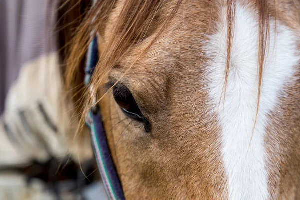 Yüzünde beyaz bir çizgi olan güzel kahverengi at ileriye bakıyor, göze ve kirpiklere odaklanıyor.