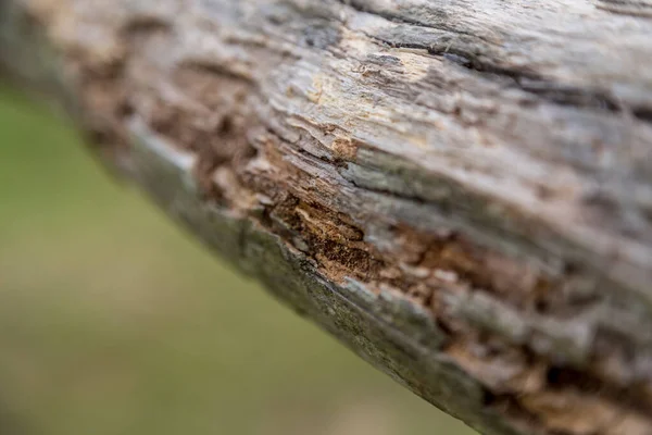 Selective focus on a line of termite damage to a tree branch with blurred background