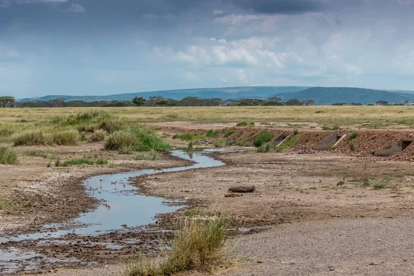 Bir taşkın akıntısı neredeyse kurudu, birkaç kuş kaybolan suyu içti.