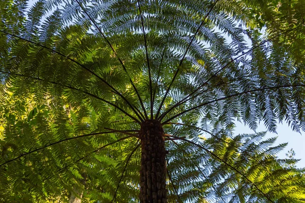 Dev bir eğrelti otunun yarattığı desenlerle gökyüzüne bakıyorum.