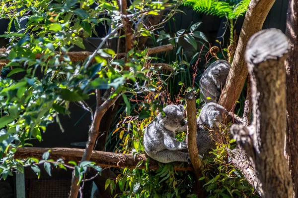 Koalas Dans Arbre Avec Éveillé Tenant Autre Coffre Fort Dans — Photo