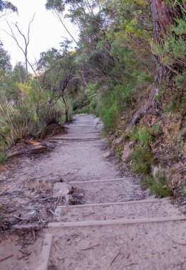 Her iki tarafında korunmamış foret olan toprak patika mesafeye doğru kayboluyor.